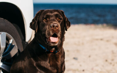 Consejos para viajar a la playa con tu perro