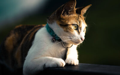 ¿Qué datos debe tener la placa de tu gato?