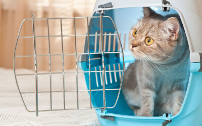 ¿Cómo hacer que tu gato no se estrese en la transportadora?