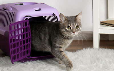 ¿Cómo elegir transportadora para tu gato?