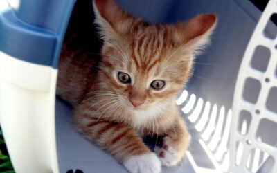 ¿Qué tener en cuenta al momento de viajar con un gato?