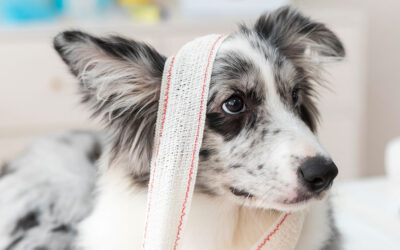 ¿Qué hacer si atropello a un perro?