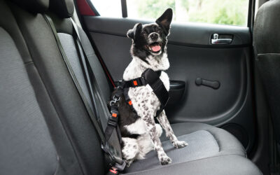 Cómo preparar a tu perro para trasladarlo en auto