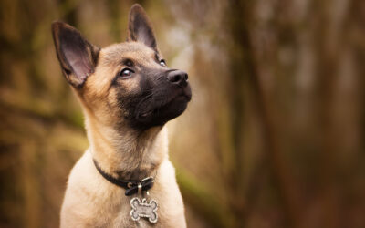 ¿Qué datos debe tener la placa de tu perro?