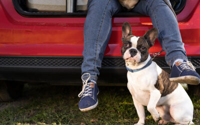 Consejos generales para viajar con tu mascota