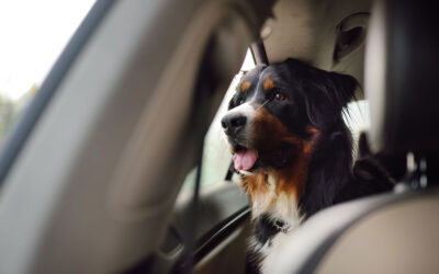 ¿Cómo eliminar los pelos de perros en tu auto?