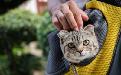 ¿Qué incluye una valija Pet Friendly?