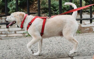 Arnés en perros