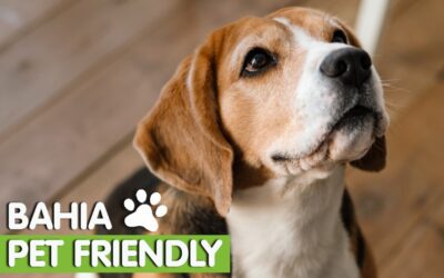 Bahía Blanca ahora es «pet friendly» y las mascotas pueden ir a bares y restaurantes